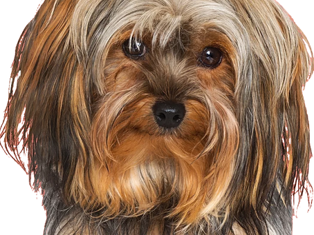 What I’ve Learned Working with Dogs
