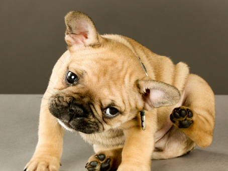 The Dangers of Flea Bites