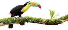 toucan_logo.png