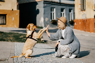 Reico Hundefutter kaufen | Kosten - Bestellung - Shop - Neukunde