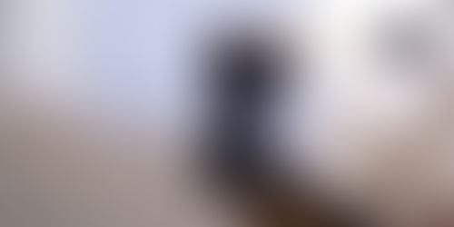 Pflege für Seniorenhunde