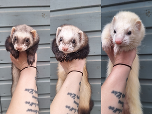 Mya, Dutchess & Creme