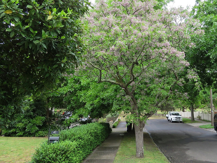 healthy tree