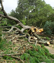 tree removal
