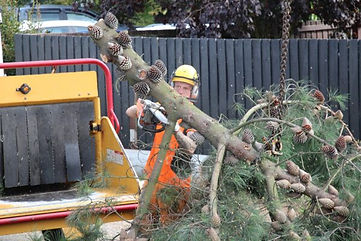 tree Chipping