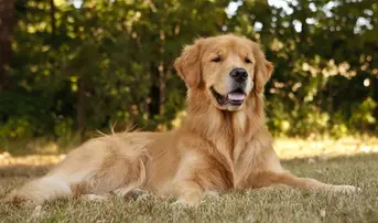 Golden-retriever-cachorro2.webp