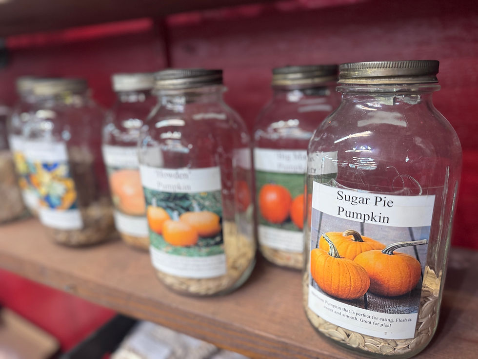 Pumpkins Seed Jars at Brawley Seed Co.