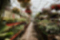 Inside Brawley Seed main greenhouse. Annual plants growing.