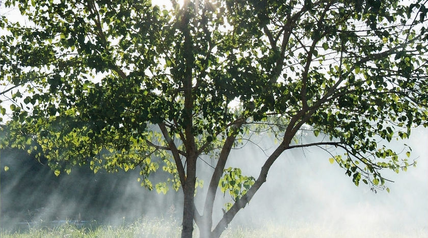 Sunlit Tree Scene_edited.jpg