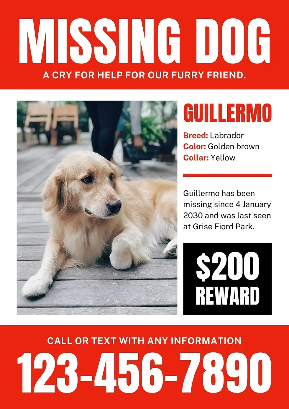 lost dog