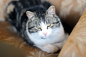 Yeux de chat