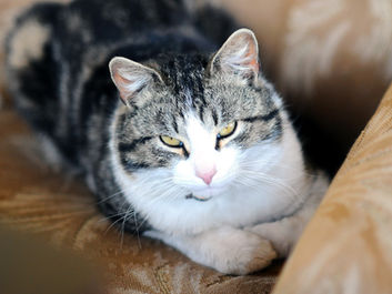 cat staring at you
