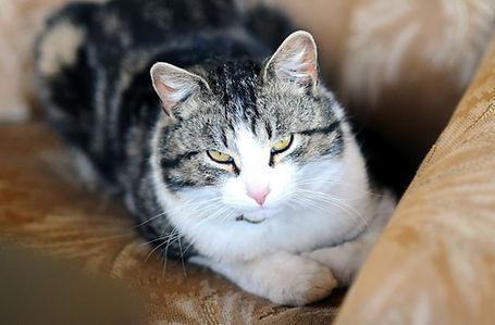 Katzenaugen