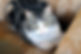Cat Eyes