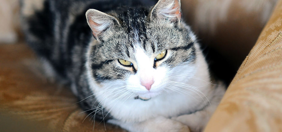 Yeux de chat