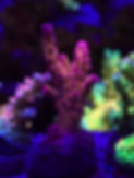PC Rainbow Acro.JPG