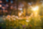 Faded background of field of flowers in the sunshine