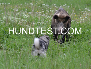 Hundtest.com