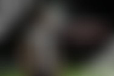 Caddy is here to stay!