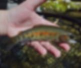IMG_4678.jpeg