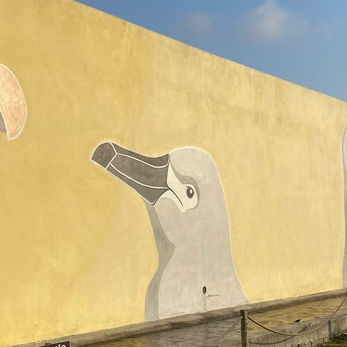 Centro Albatroz: Conscientização e Preservação Ambiental