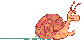 escargot-image-animee-0002.gif