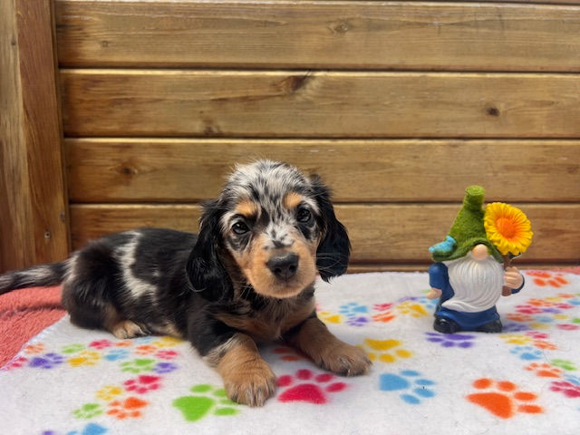 long-haired cream miniature dachshund