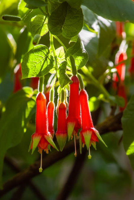 Benefits of Native Plants