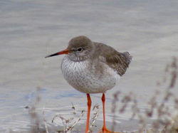 Redshank