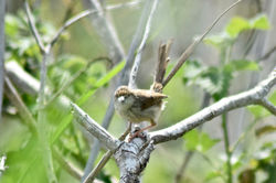 Graceful Prinia