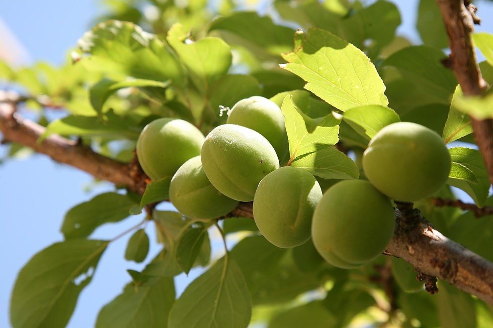 Green unripe apricots hanging from a tree branch, surrounded by bright green leaves against a clear blue sky, bathed in sunlight.