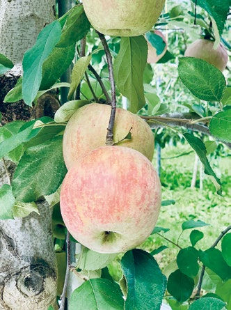 Ripe apples hang from a tree with lush green leaves, set against a sunlit, blurred garden background, creating a serene, natural scene.