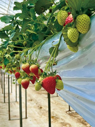 Strawberries in various ripening stages hang on plants in a greenhouse. The plants are in white trays with green leaves.
