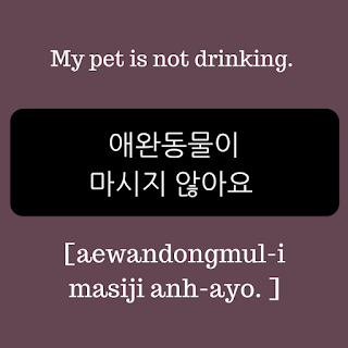 my pet is not drinking