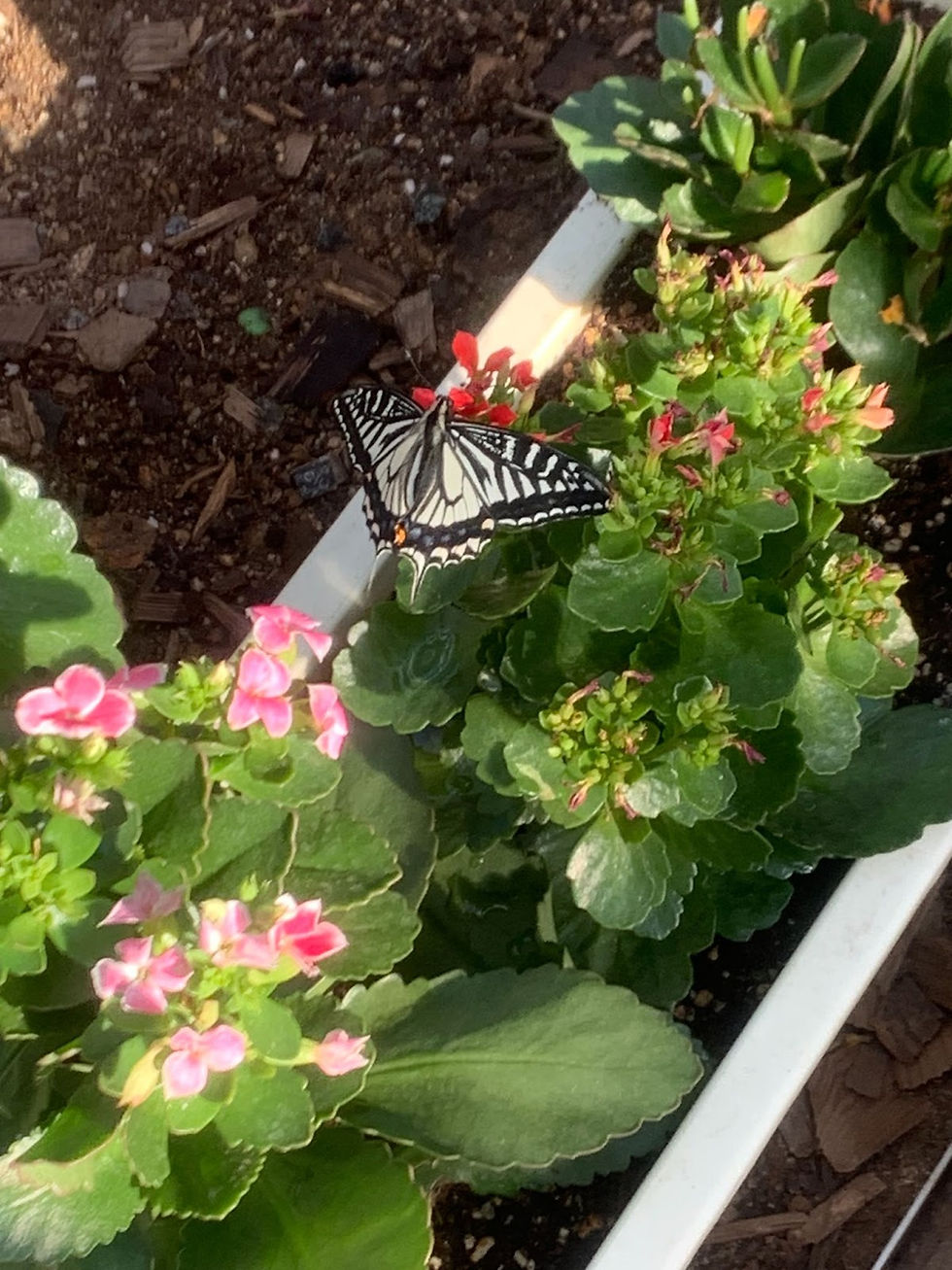 Black-and-white butterfly on flowering green plants with pink and red buds in a garden. Sunlight casts soft shadows on the soil.