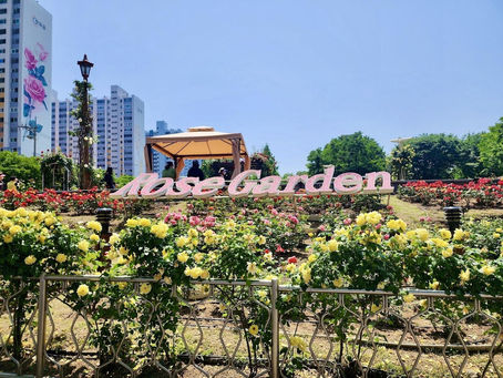 A vibrant rose garden with red, pink, and yellow blooms. "Rose Garden" sign on display. People gather under a gazebo. Tall buildings nearby.
