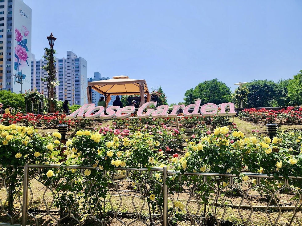 A vibrant rose garden with red, pink, and yellow blooms. "Rose Garden" sign on display. People gather under a gazebo. Tall buildings nearby.