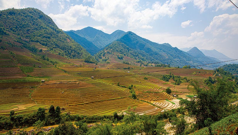 Terraced fields stretch across rolling hills under a bright blue sky. The lush landscape features green and golden patterns, exuding tranquility.