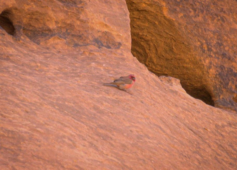 A small bird with red and brown plumage sits on a warm, orange-hued rocky surface. The setting is natural and earthy.