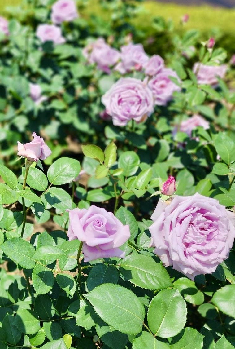 Lavender roses bloom amid lush green leaves in a sunlit garden. The vibrant colors create a serene and tranquil atmosphere.