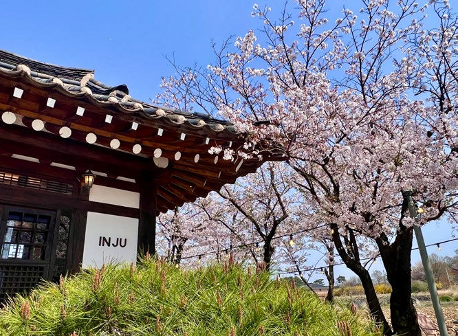 Traditional building with cherry blossoms in full bloom. Bright blue sky, green shrubs, and text "INJU" visible on a wall. Peaceful mood.