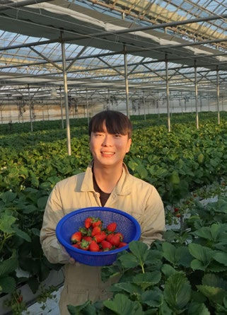 Person smiling, holding a blue basket of strawberries in a greenhouse with lush green plants. Sunlight casts soft, warm tones.