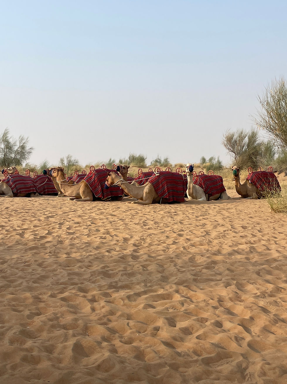 Camels wearing red blankets rest on sandy desert ground with sparse bushes. The sky is clear, conveying a calm and serene mood.