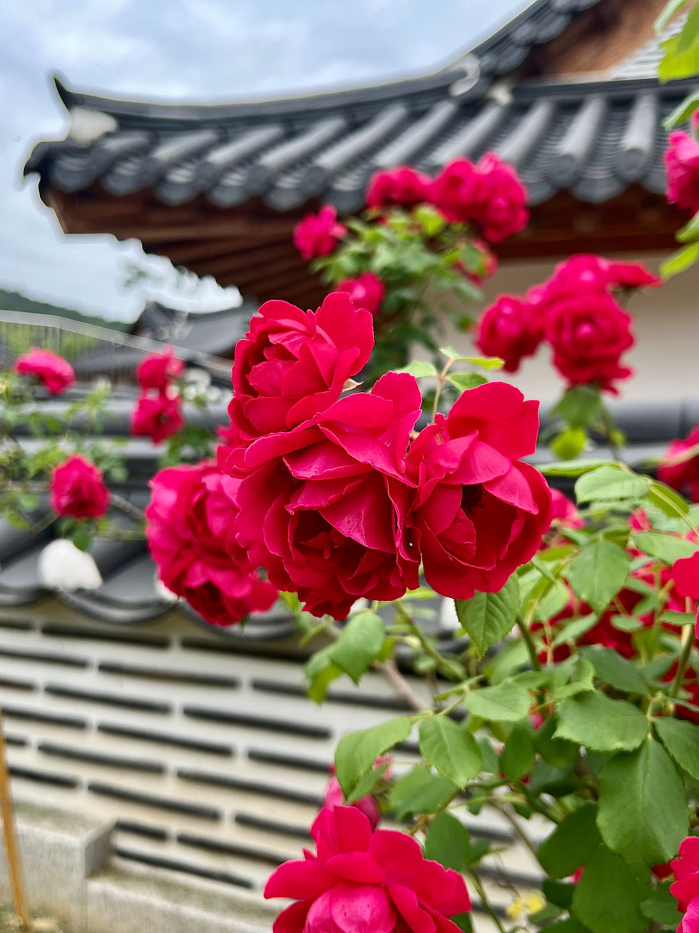 Vibrant red roses in focus against a blurred traditional Korean roof and wall, creating a serene and vivid contrast. Blue sky above.