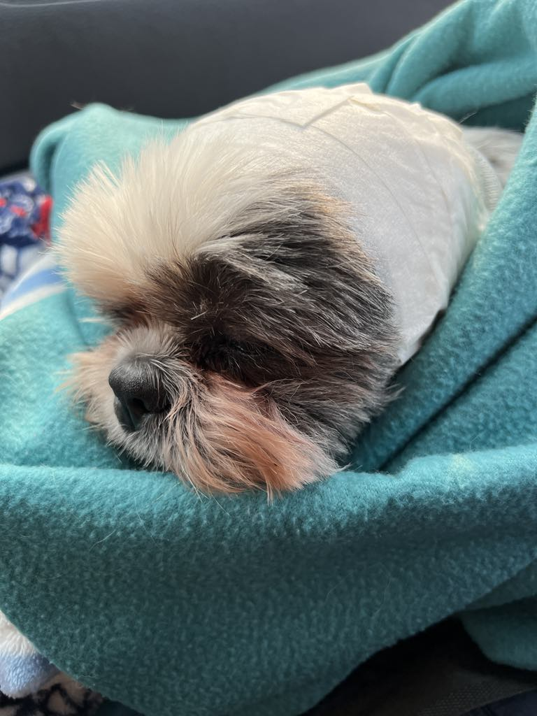 A small dog with a bandaged head rests on a teal blanket, showing a peaceful expression. Background is softly blurred gray.