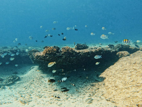 Colorful fish swim above a coral reef in a clear blue sea, surrounded by sand and rock formations, creating a tranquil underwater scene.