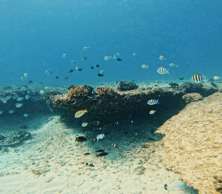 Colorful fish swim above a coral reef in a clear blue sea, surrounded by sand and rock formations, creating a tranquil underwater scene.