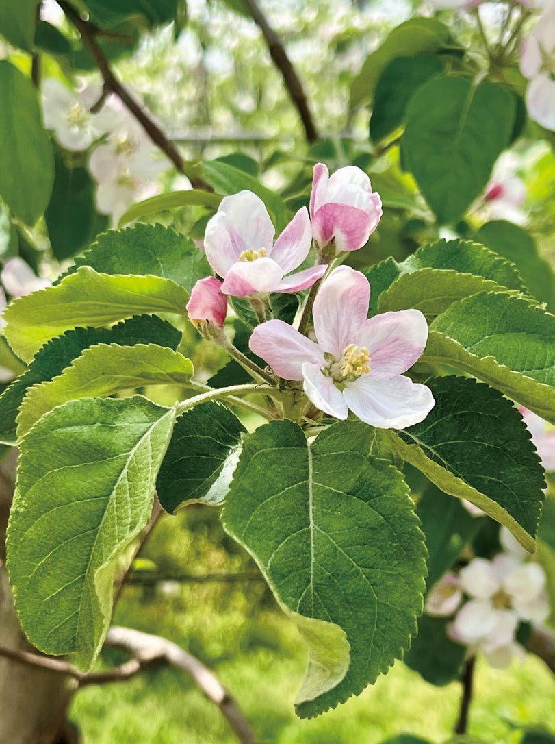 Pink and white apple blossoms with green leaves on a tree. Sunlight filters through foliage, creating a serene and fresh spring scene.