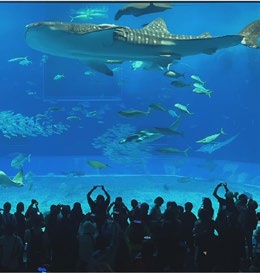 Okinawa Churaumi Aquarium