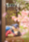 Two people in traditional Korean attire, one leaning over the other on the ground. Pink flowers in the foreground; text in Korean script.